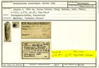 Karteikarte zum Holotyp von Marginulina interrupta Stache, 1864
